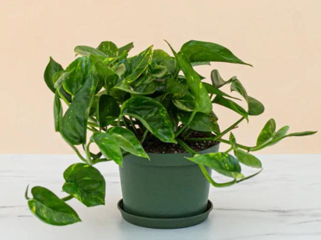 Medium Pothos Green Plant