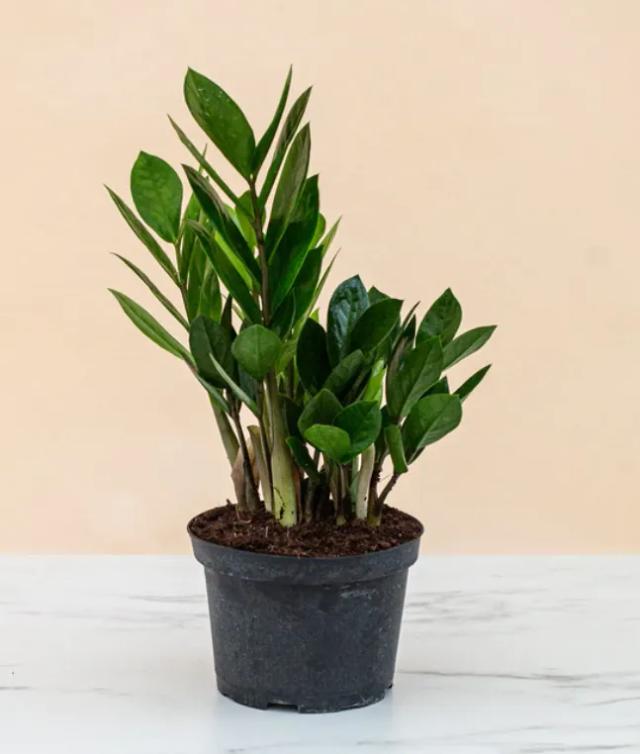 ZZ Green Plant