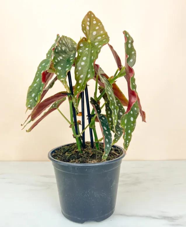 Med Polka Dot Begonia Plant