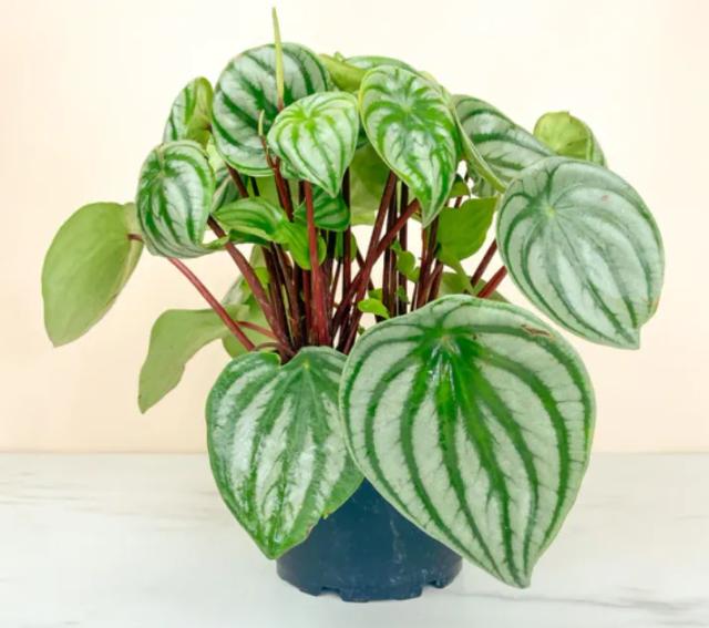 Med Watermelon Peperomia Plant