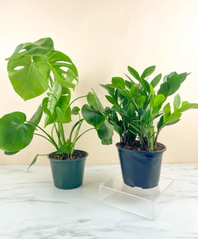 Med Plant Lovers Bundle Plant