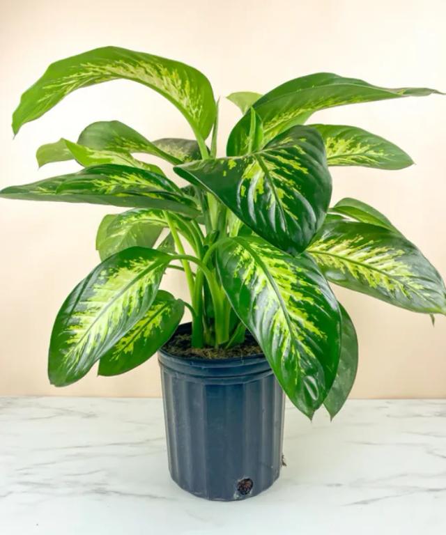 Large Dieffenbachia Plant