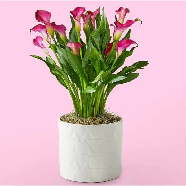 Be Mine Pink Calla Lily Plant