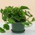 Medium Pothos Green Plant