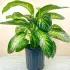 Large Dieffenbachia Plant