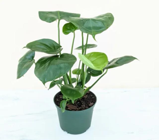Monstera Green Plant