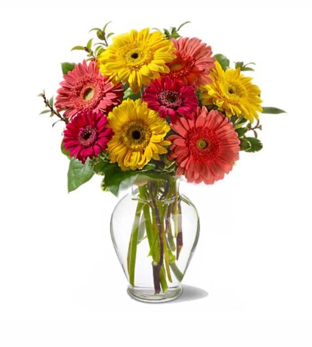 Gorgeous Gerberas