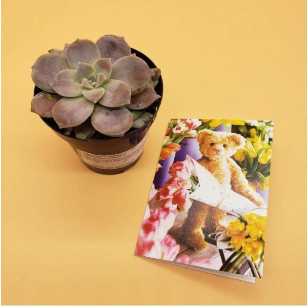 Beautiful Succulent