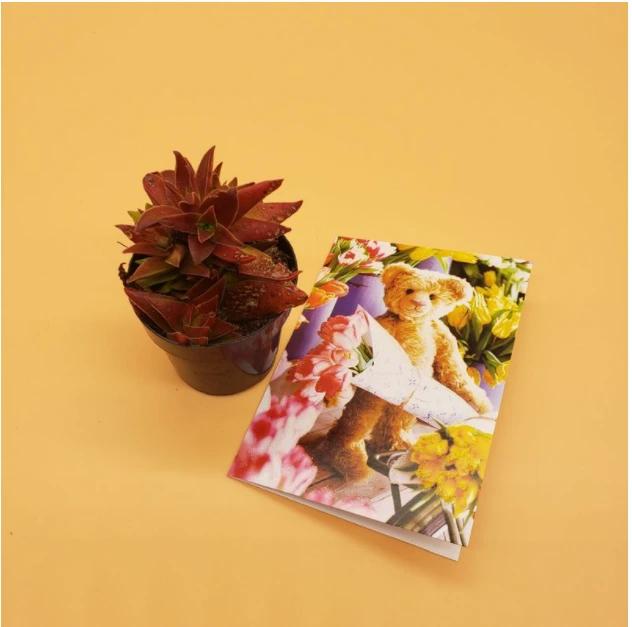 Small Succulent with Greeting