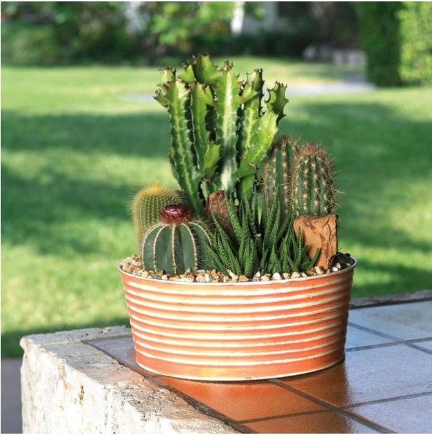 Cactus and Succulents