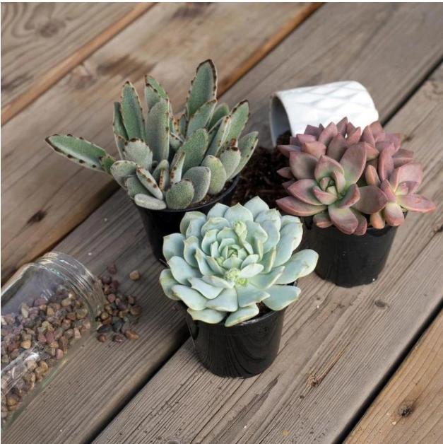 11-oz Succulent in Plastic Pot