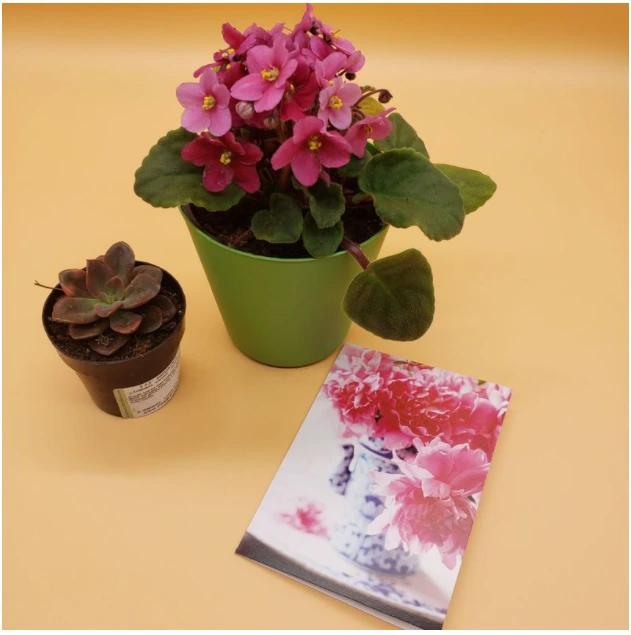 African Violet and Succulent Combo