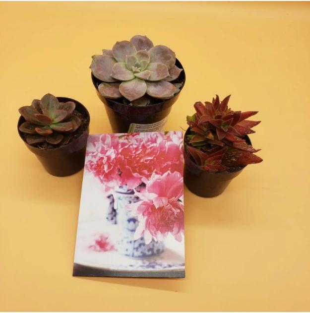 Bunch of Charming Plants