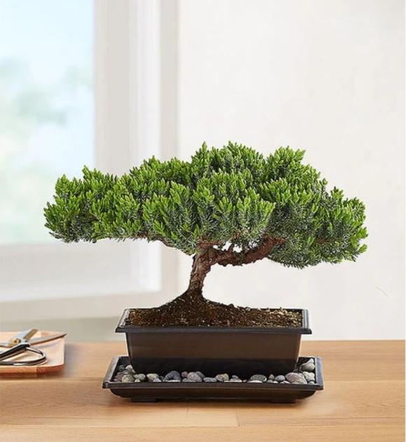 Juniper Bonsai