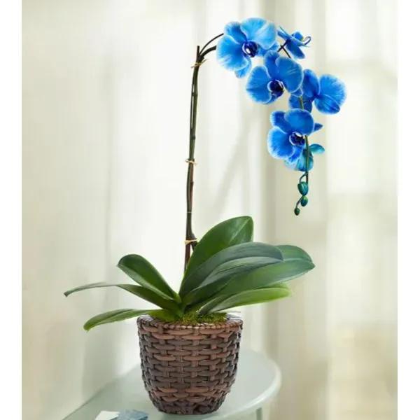 Beautiful Blue Phalaenopsis Orchid