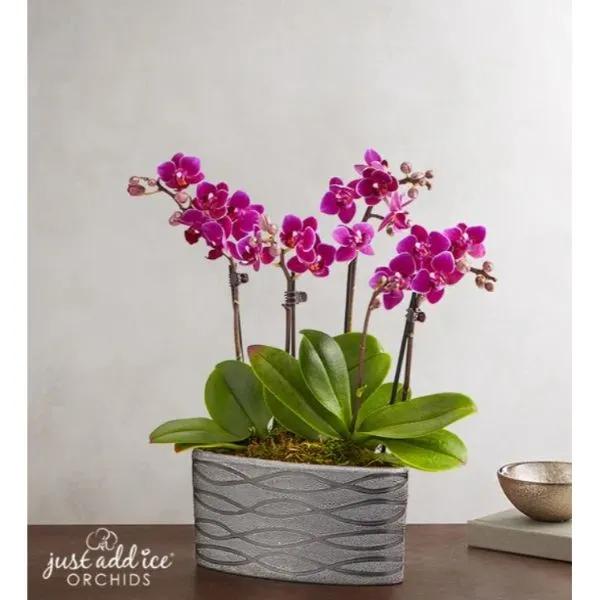 Violet Opulence Orchid