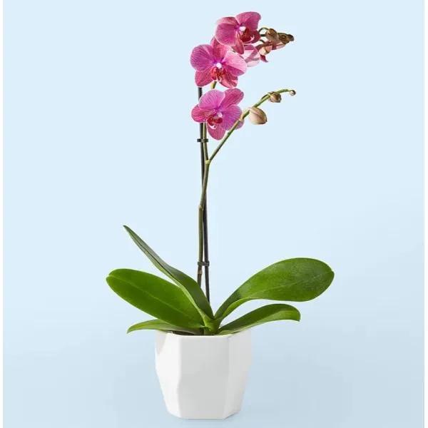Island Time Coral Orchid
