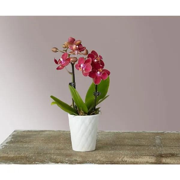 Mini Orchid
