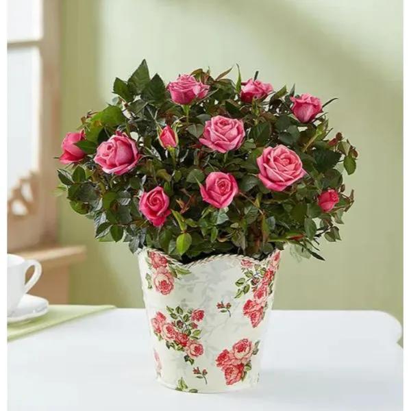 Classic Budding Rose