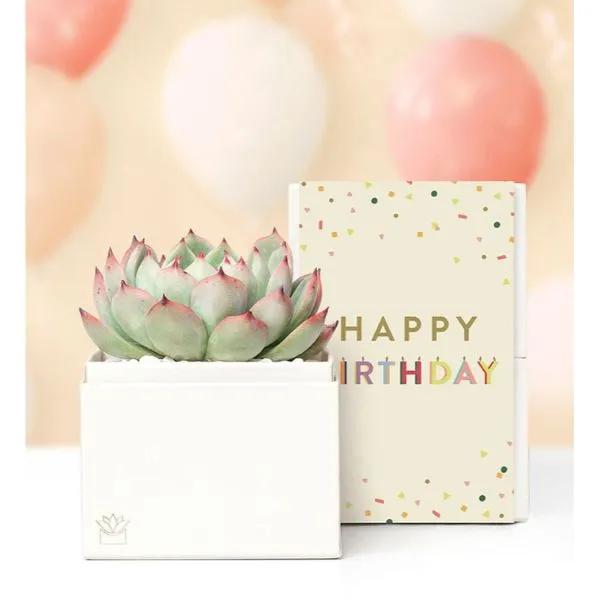 Happy Birthday Succulents by Lulas Garden