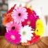 Amazing Gerberas