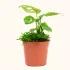 Monstera Adansonii PlantSwiss Chees