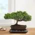Juniper Bonsai