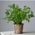 PARSLEY PLANT