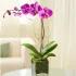 Elegant Orchid