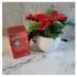 Poinsettias & Cocoa