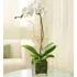 White Phalaenopsis Orchid
