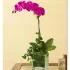 Beautiful Purple Phalaenopsis Orchid