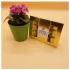 African Violet With Ferrero Rocher
