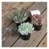 Succulent In Plastic Pot