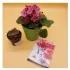 African Violet And Succulent