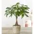 Money Tree
