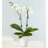 Double White Orchid Plant