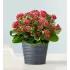 Kalanchoe Plant
