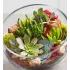 Glass Succulent Terrarium