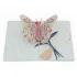 Birthday Butterfly Pop Up Card