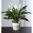 Calming Peace Lily Plant