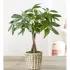 Beautiful Money Tree