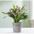 Elegant Calla Lily