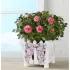 Charming Rose Garden