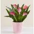 Sweet Blooms Calla Lily