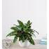 Calathea Rattlesnake