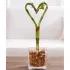 Sweet Heart Bamboo
