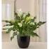 Sophisticated White Calla Lily