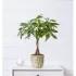 Money Tree Plant