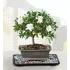 Gardenia Bonsai